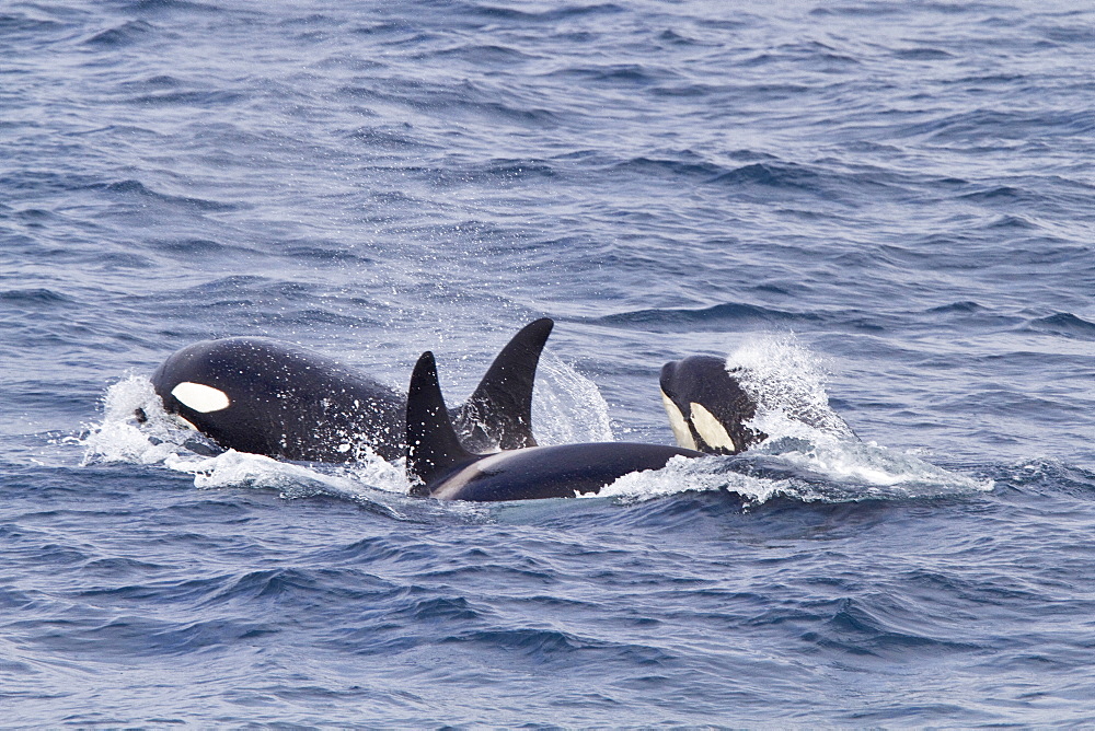 A group of at least 8 Orca (Orcinus orca) surfacing off the coast of the island of Surtsey, southern Iceland, North Atlantic Ocean