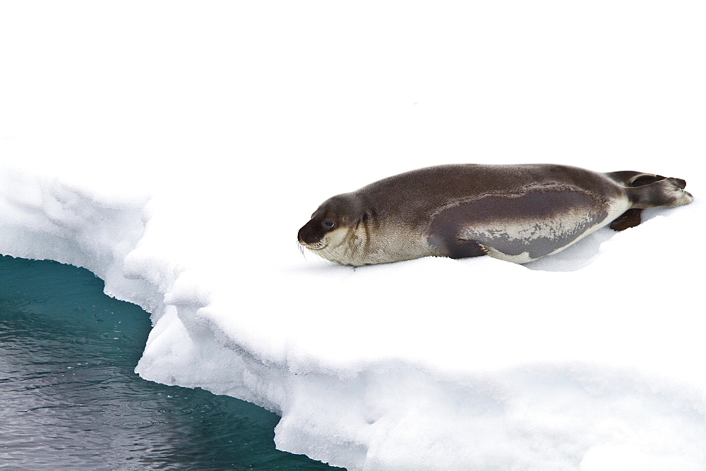 Harp seal (Pagophilus groenlandicus) hauled out on the pack-ice in seas between Iceland and Greenland in the Denmark Strait