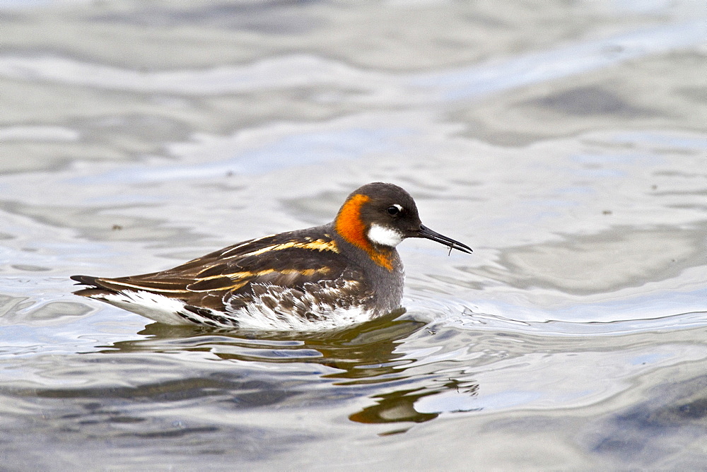 Adult red-necked Phalarope (Phalaropus lobatus) in breeding plumage on Flatey Island in Iceland