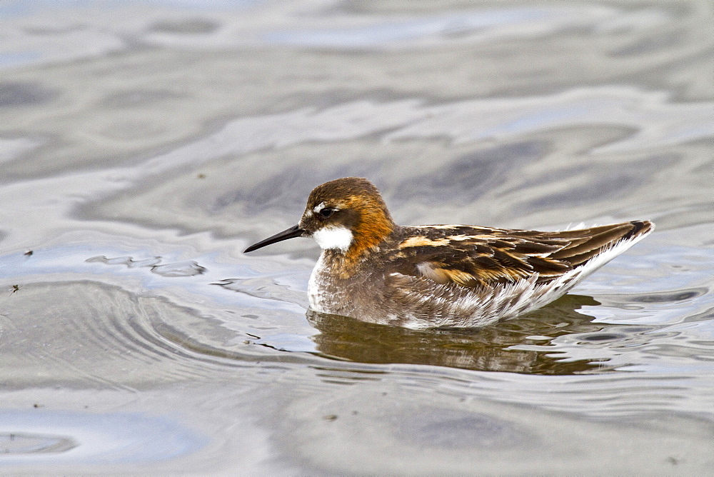 Adult red-necked Phalarope (Phalaropus lobatus) in breeding plumage on Flatey Island in Iceland