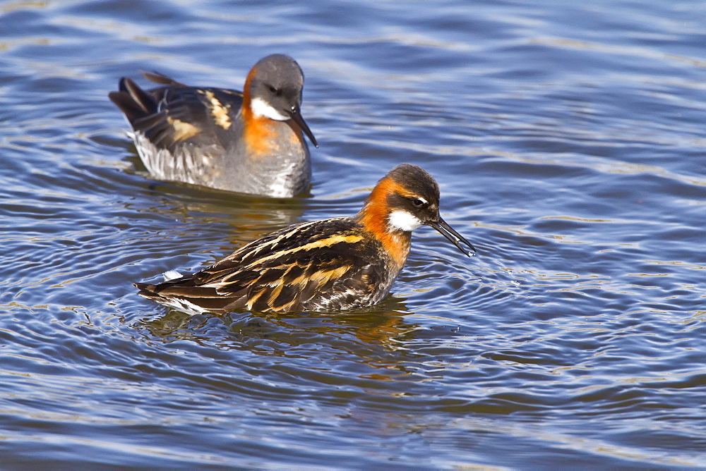 Adult red-necked Phalarope (Phalaropus lobatus) in breeding plumage on Flatey Island in Iceland