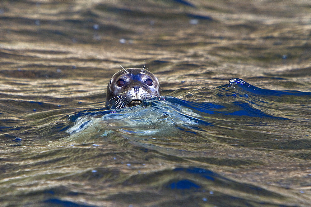 Curious harbor seal (Phoca vitulina) approaches the Zodiac at Vigur Island in Iceland