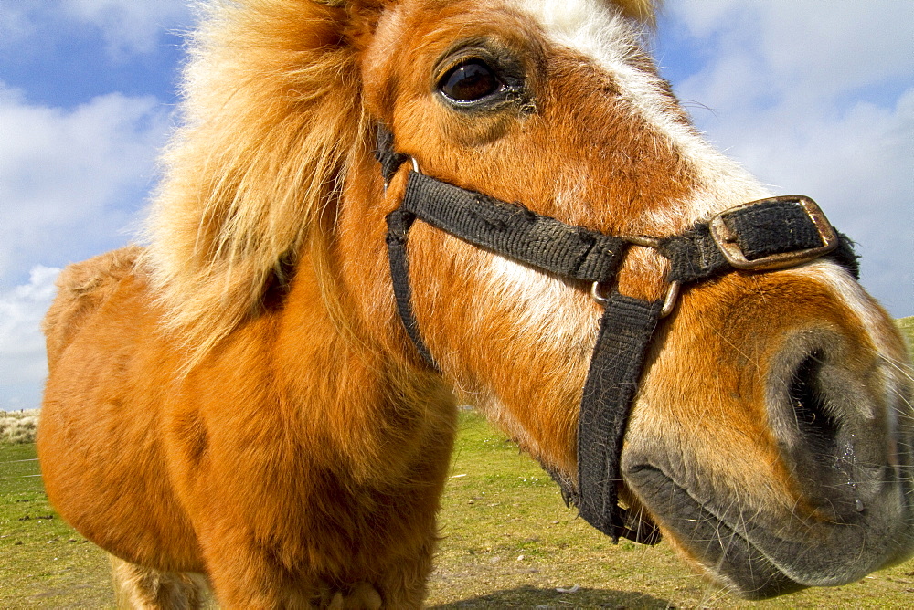 Adult Shetland pony in the Shetland Isles, Scotland