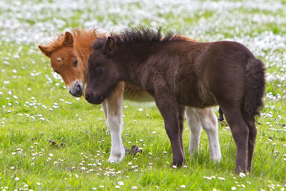 Adult Shetland pony in the Shetland Isles, Scotland