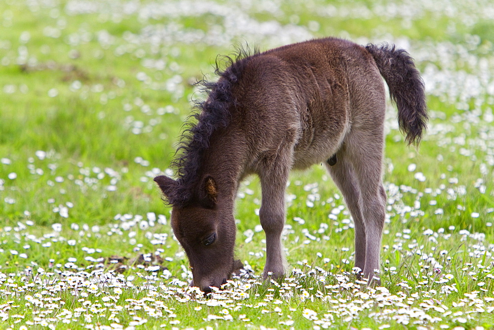 Adult Shetland pony in the Shetland Isles, Scotland