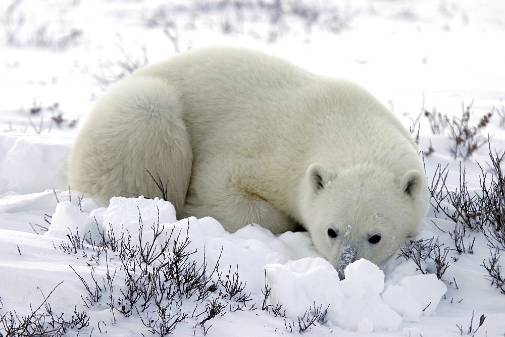 Polar Bear (Ursus maritimus) in day bed near Churchill, Manitoba, Canada.