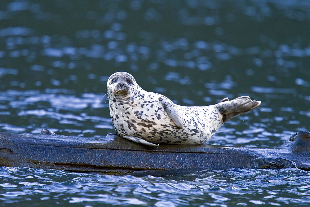 Harbor seal (Phoca vitulina) hauled out on submerged log in Misty Fjords National Monument, Southeast Alaska, USA