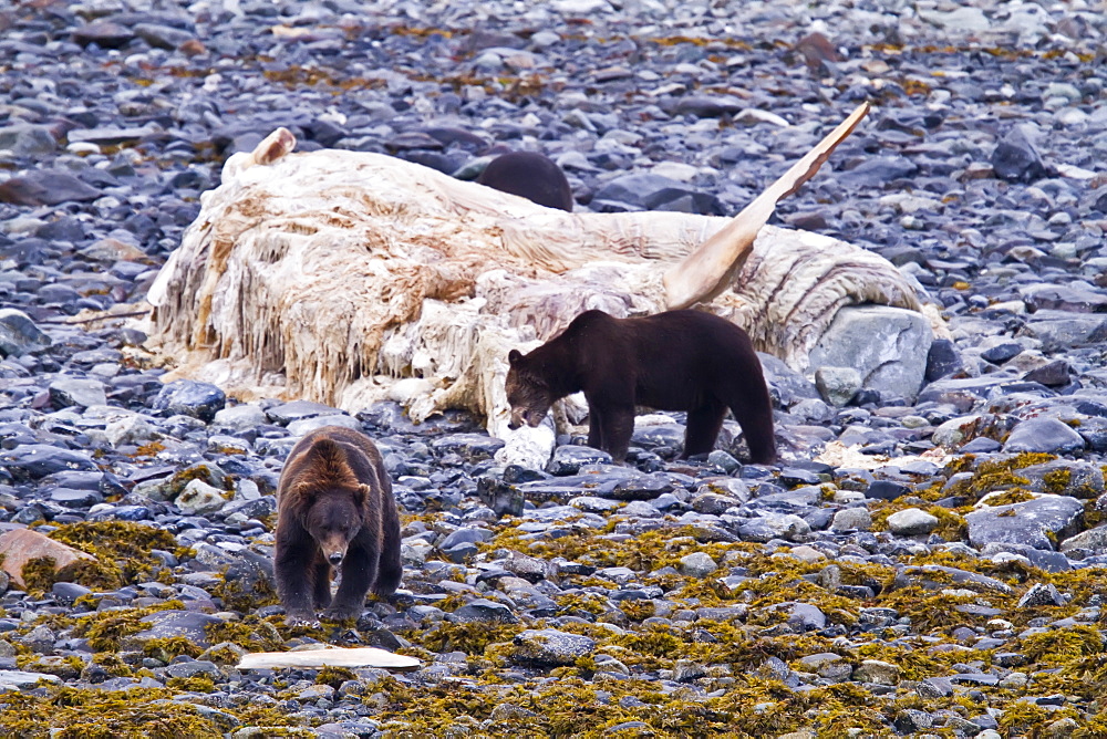 Adult brown bears (Ursus arctos) feeding on humpback whale carcass at Scidmore Cut in Glacier Bay National Park, Alaska, USA