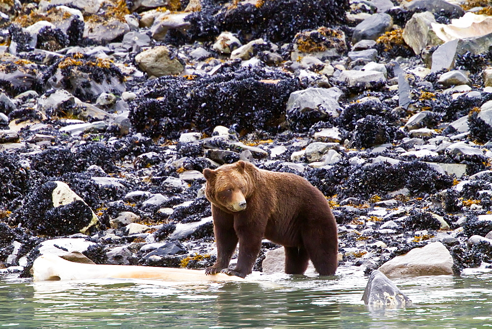 Adult brown bear (Ursus arctos) chewing on humpback whale jawbone at Scidmore Cut in Glacier Bay National Park, Alaska, USA