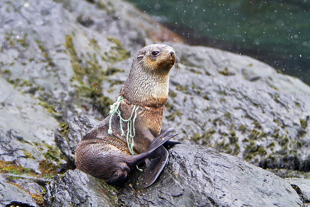 Antarctic fur seal pup (Arctocephalus gazella) tangled in fishing gear on South Georgia, Southern Ocean