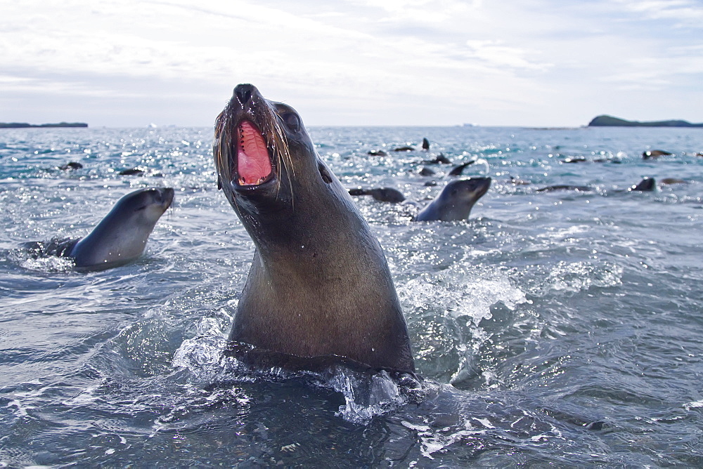 Antarctic fur seal pup (Arctocephalus gazella) on South Georgia, Southern Ocean