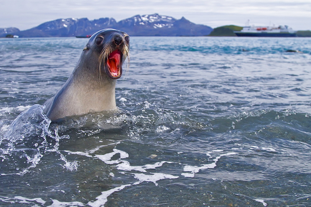 Antarctic fur seal pup (Arctocephalus gazella) on South Georgia, Southern Ocean