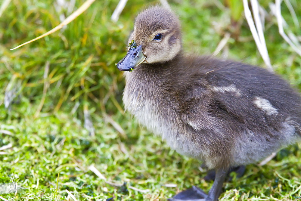 South Georgia pintail (Anas georgica georgica) chick on South Georgia, Southern Ocean