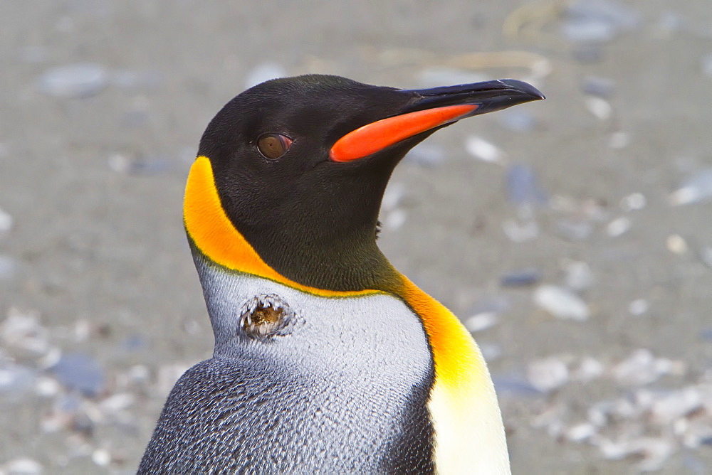 Avian pox outbreak at the king penguin (Aptenodytes patagonicus) breeding and nesting colony at Salisbury Plains, Bay of Isles on South Georgia Island, Southern Ocean.