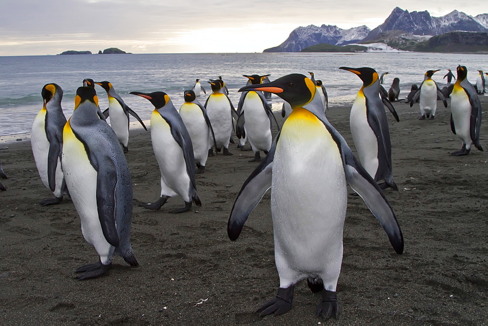 King penguin (Aptenodytes patagonicus) breeding and nesting colony at Salisbury Plains, Bay of Isles on South Georgia Island, Southern Ocean.