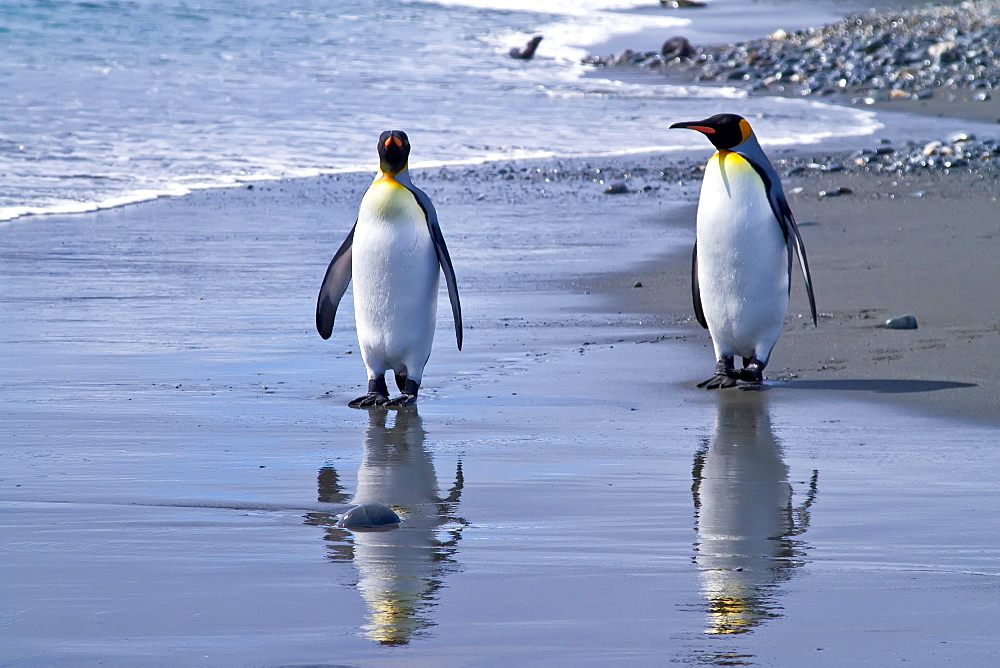 King penguin (Aptenodytes patagonicus) breeding and nesting colony at Salisbury Plains, Bay of Isles on South Georgia Island, Southern Ocean.