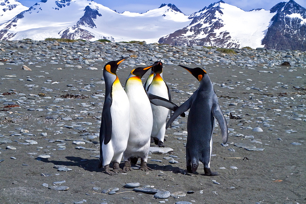 King penguin (Aptenodytes patagonicus) breeding and nesting colony at Salisbury Plains, Bay of Isles on South Georgia Island, Southern Ocean.