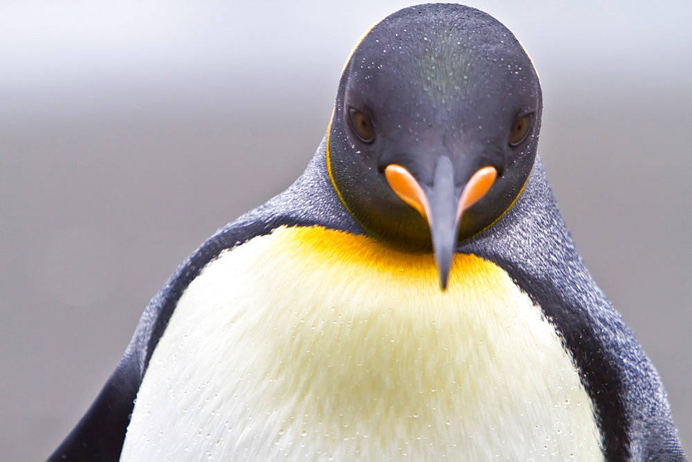 King penguin head detail (Aptenodytes patagonicus) breeding and nesting colony Fortuna Bay on South Georgia Island, Southern Ocean. 