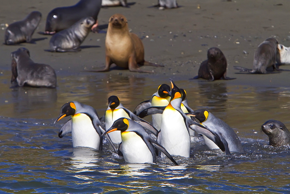 King penguin (Aptenodytes patagonicus) breeding and nesting colony Hercules Bay on South Georgia Island, Southern Ocean.