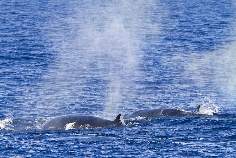 A sighting of adult sei whales (Balaenoptera borealis) in the Drake Passage, Southern Ocean