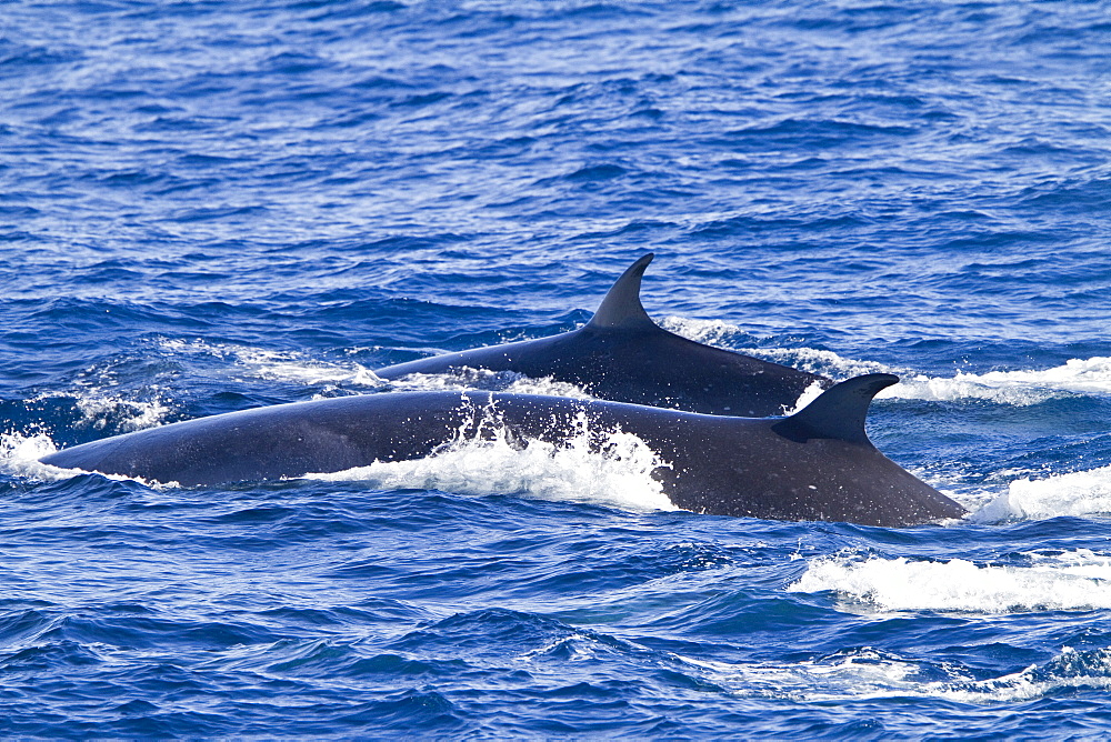 A sighting of adult sei whales (Balaenoptera borealis) in the Drake Passage, Southern Ocean