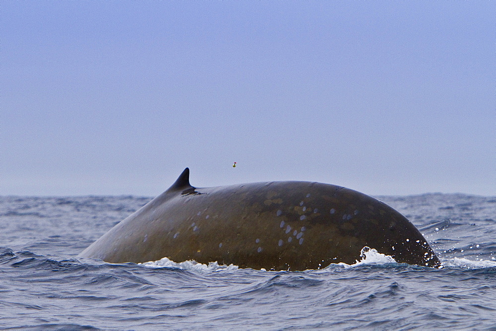 Researcher Stephanie Martin takes a blubber biopsy using an arrow fired from a crossbow of an adult blue whale (Balaenoptera musculus), South Orkney islands, Antarctica, Southern Ocean