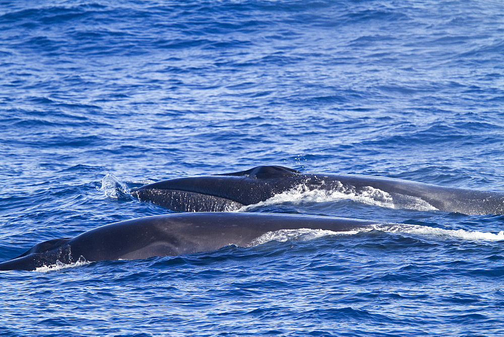 A sighting of adult sei whales (Balaenoptera borealis) in the Drake Passage, Southern Ocean