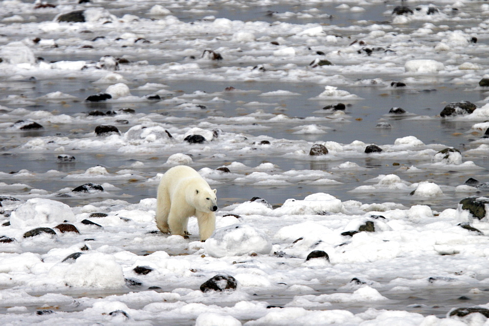 Polar Bear (Ursus maritimus) walking on ice and rocks near Churchill, Manitoba, Canada.