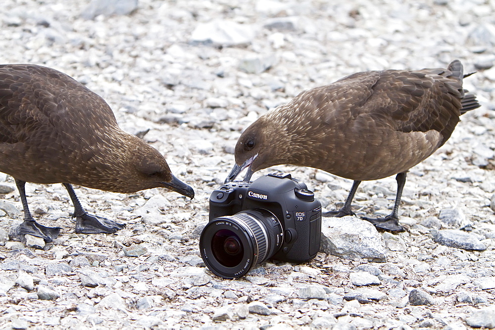 Adult Brown Skua (Catharacta antarctica) near the Antarctic peninsula in the southern ocean