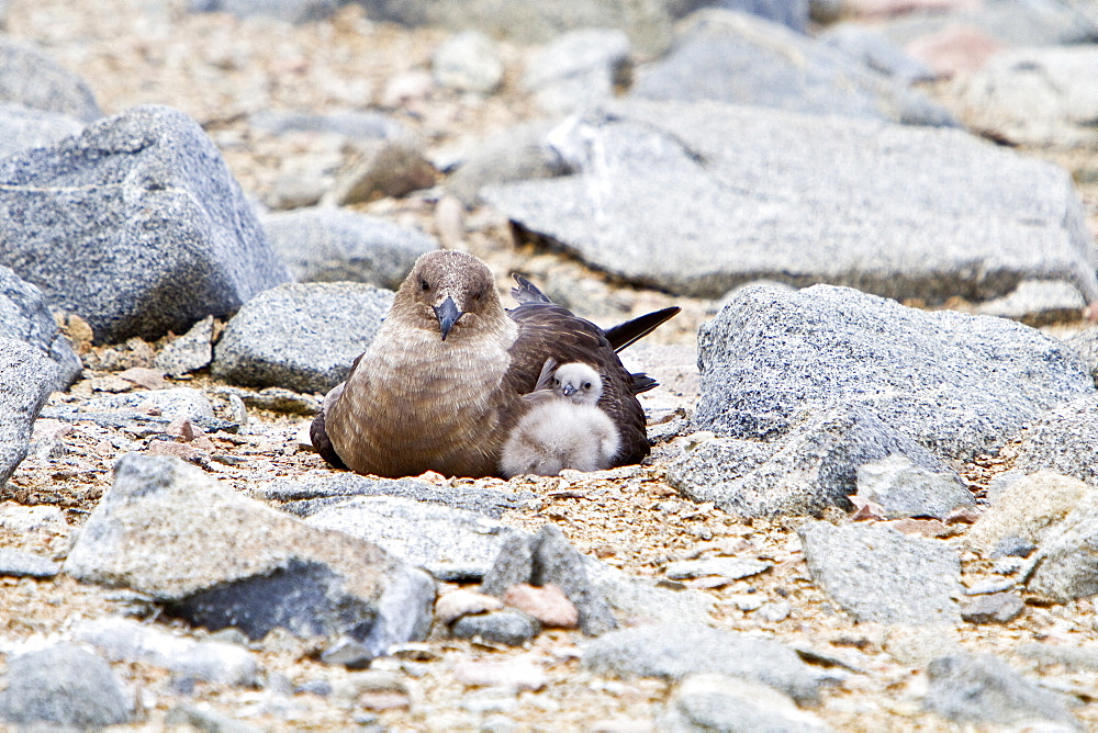 Adult Brown Skua (Catharacta antarctica) adult with chick on the Antarctic peninsula in the southern ocean