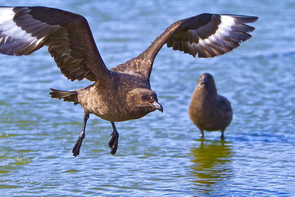 Adult Brown Skua (Catharacta antarctica) near the Antarctic peninsula in the southern ocean