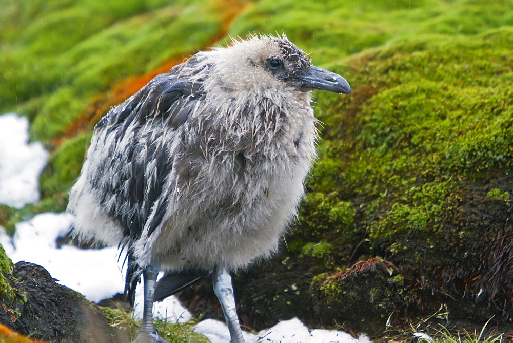 An brown skua (Catharacta antarctica) chick at Stromness Bay on South Georgia Island in the Southern Ocean