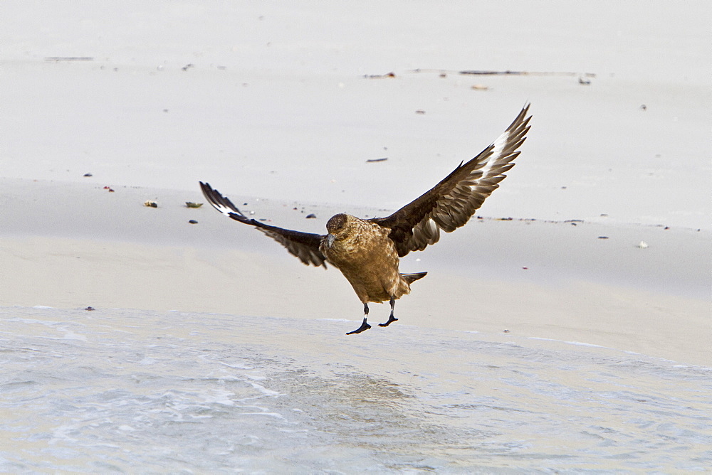 An adult Brown Skua (Catharacta antarctica) at Stromness Bay on South Georgia Island in the Southern Ocean