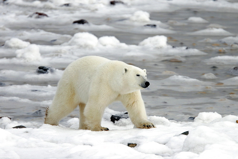 Polar Bear (Ursus maritimus) walking on ice and rocks near Churchill, Manitoba, Canada.