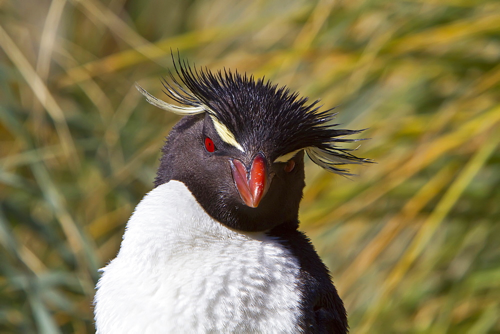 Adult southern rockhopper penguin (Eudyptes chrysocome chrysocome) at breeding and molting colony on New Island in the Falkland Islands, South Atlantic Ocean