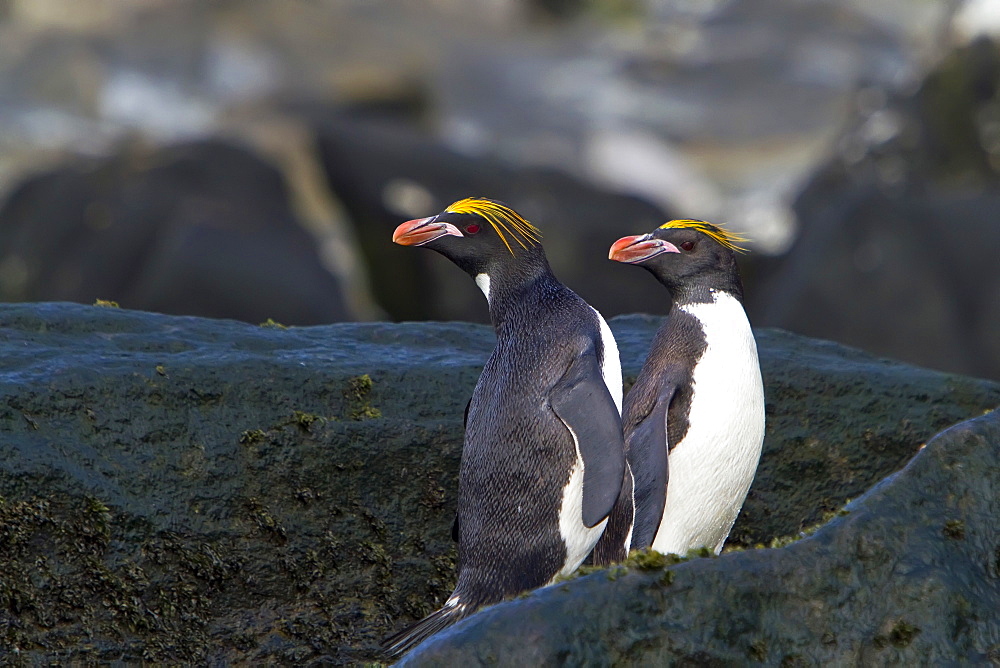 Adult macaroni penguin (Eudyptes chrysolophus) on Elephant Island, South Shetlands, Antarctica