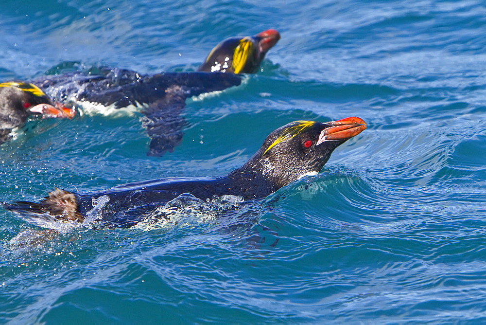 Adult macaroni penguin (Eudyptes chrysolophus) in Elsehul Bay on South Georgia, Southern Ocean