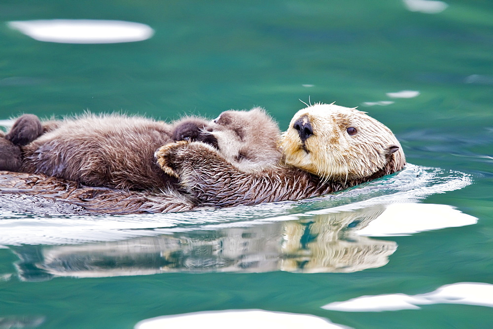 Adult sea otter (Enhydra lutris kenyoni) mother and pup in Inian Pass, Southeastern Alaska, USA. Pacific Ocean