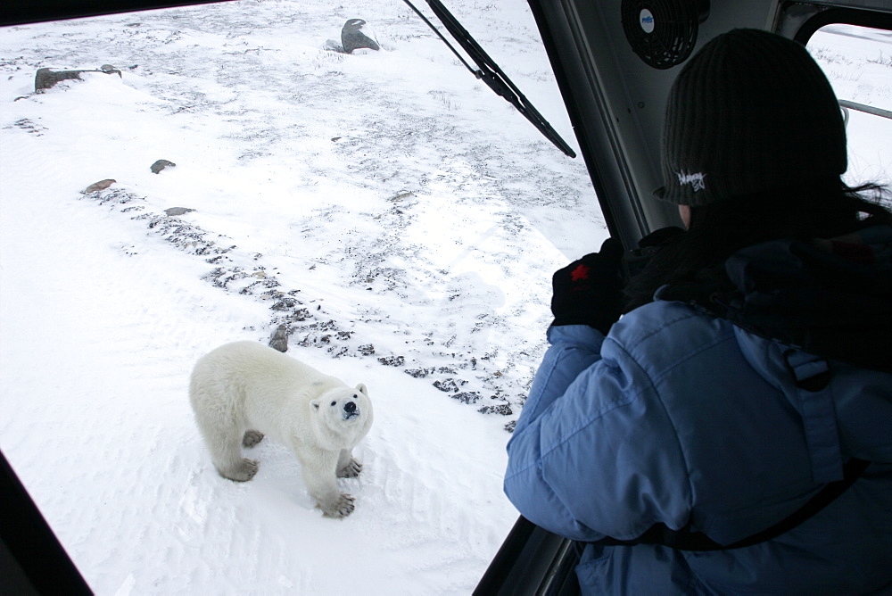 Curious Polar Bear (Ursus maritimus) inspects the photographer near Churchill, Manitoba, Canada.