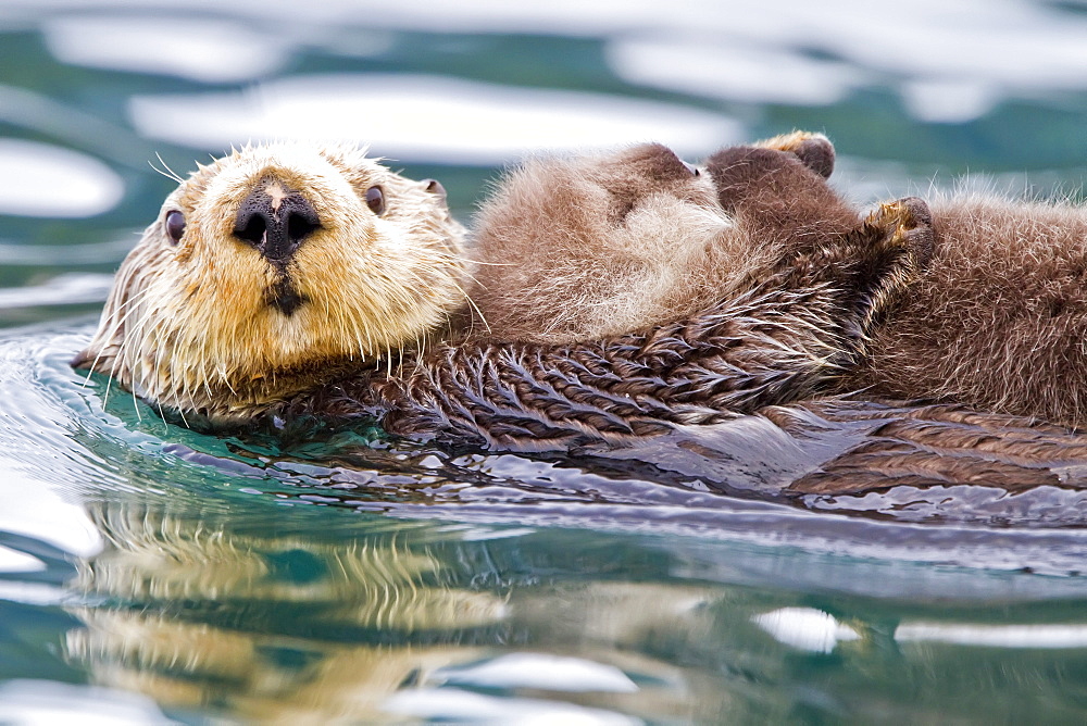 Adult sea otter (Enhydra lutris kenyoni) mother and pup in Inian Pass, Southeastern Alaska, USA. Pacific Ocean