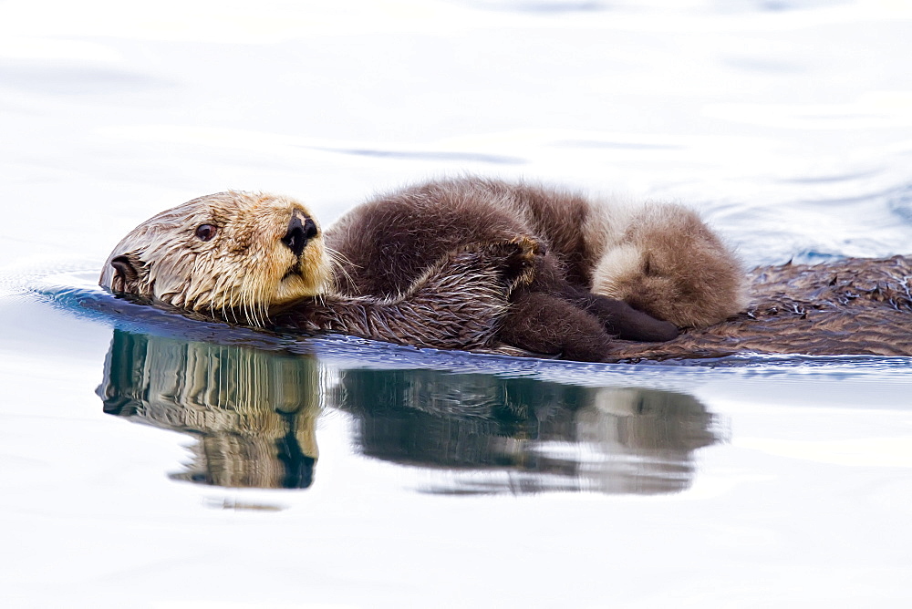 Adult sea otter (Enhydra lutris kenyoni) mother and pup in Inian Pass, Southeastern Alaska, USA. Pacific Ocean