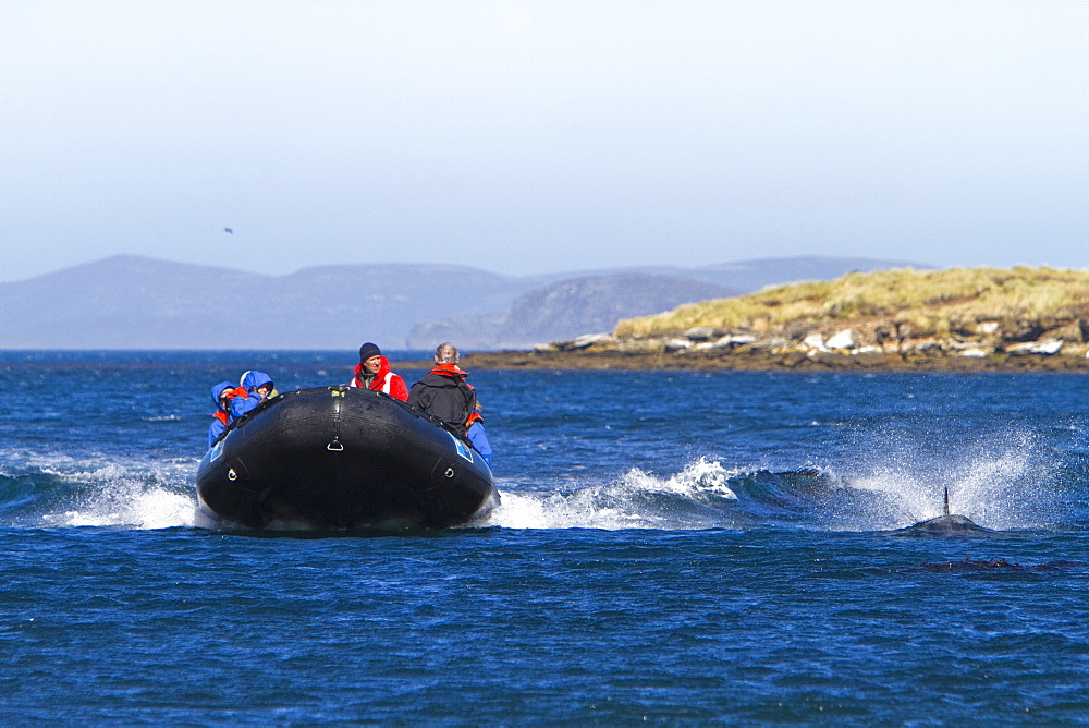 Adult Peale's Dolphin (Lagenorhynchus australis) bow-riding Zodiacs on New Island in the Falkland Islands, South Atlantic Ocean