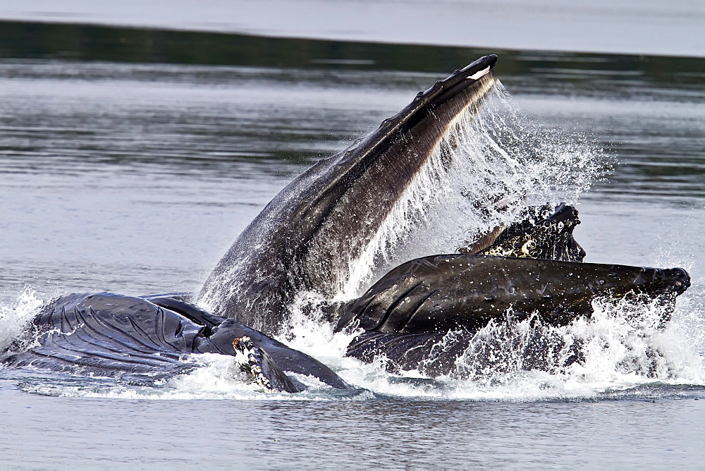 A group of adult humpback whales (Megaptera novaeangliae) co-operatively "bubble-net" feeding in Southeast Alaska, USA. Pacific Ocean