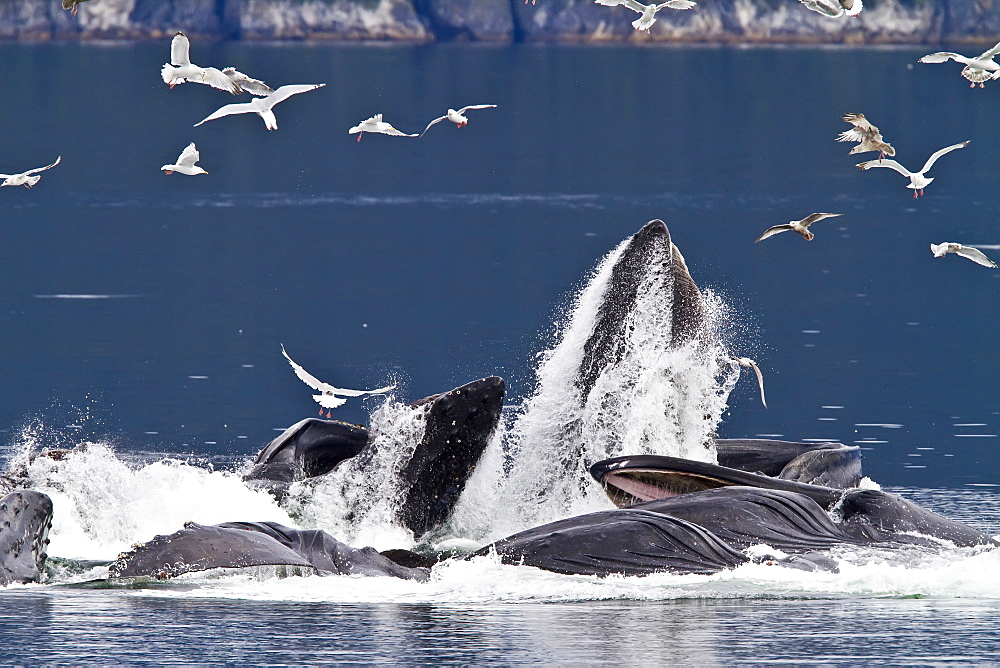 A group of adult humpback whales (Megaptera novaeangliae) co-operatively "bubble-net" feeding in Southeast Alaska, USA. Pacific Ocean