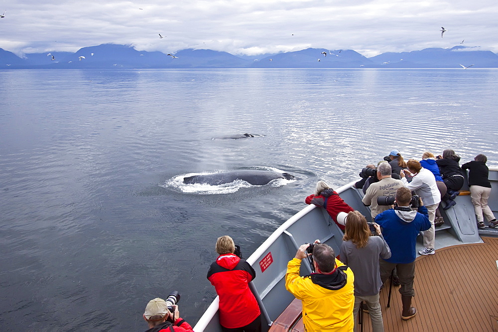 Tourists watching a group of adult humpback whales (Megaptera novaeangliae) co-operatively "bubble-net" feeding in Southeast Alaska, USA