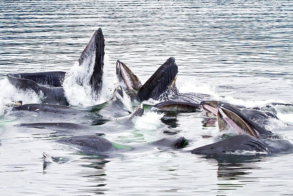 A group of adult humpback whales (Megaptera novaeangliae) co-operatively "bubble-net" feeding in Southeast Alaska, USA. Pacific Ocean