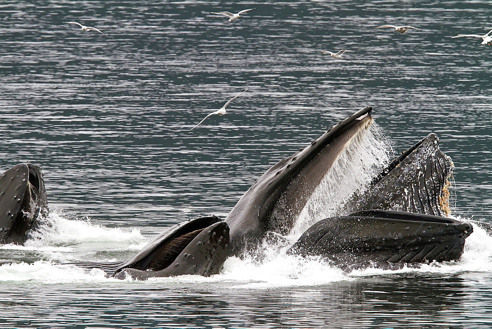 A group of adult humpback whales (Megaptera novaeangliae) co-operatively "bubble-net" feeding in Southeast Alaska, USA. Pacific Ocean