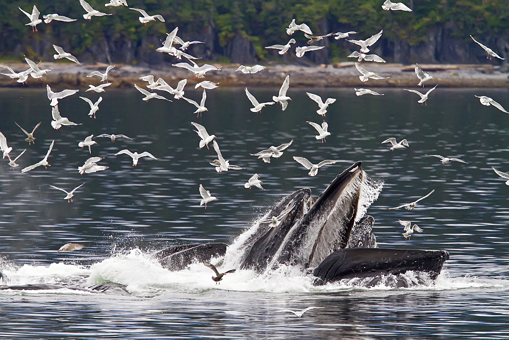 A group of adult humpback whales (Megaptera novaeangliae) co-operatively "bubble-net" feeding in Southeast Alaska, USA. Pacific Ocean