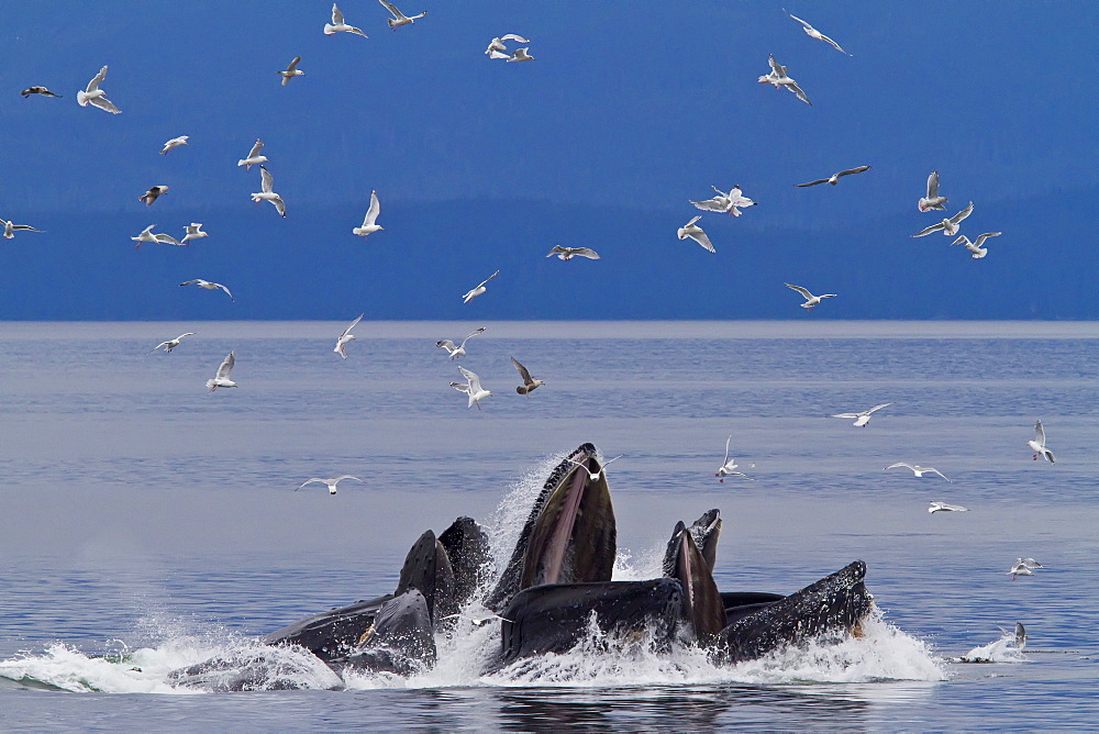 A group of adult humpback whales (Megaptera novaeangliae) co-operatively "bubble-net" feeding in Southeast Alaska, USA. Pacific Ocean