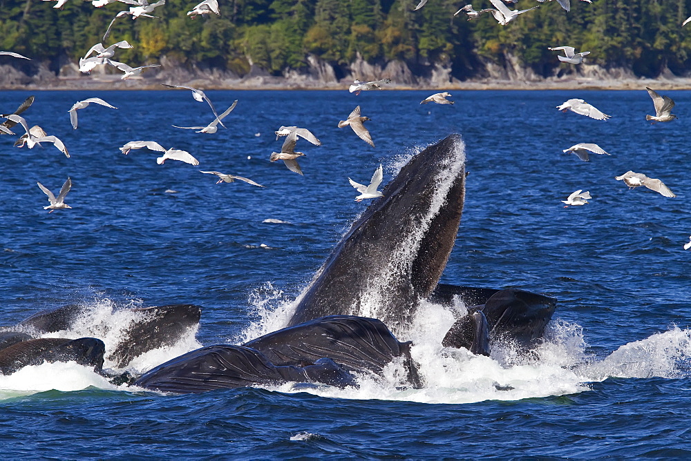 A group of adult humpback whales (Megaptera novaeangliae) co-operatively "bubble-net" feeding in Southeast Alaska, USA. Pacific Ocean